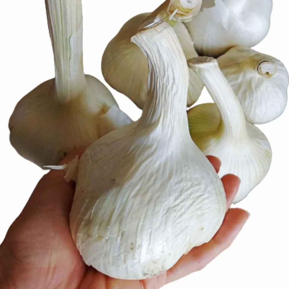 Aglione Baciami Ancora fresco coltivato in Valdichiana - Non dà cattivo alito - Gusto dolce e delicato - Da associare alle bruschette e con i pici o gli umbrichelli
