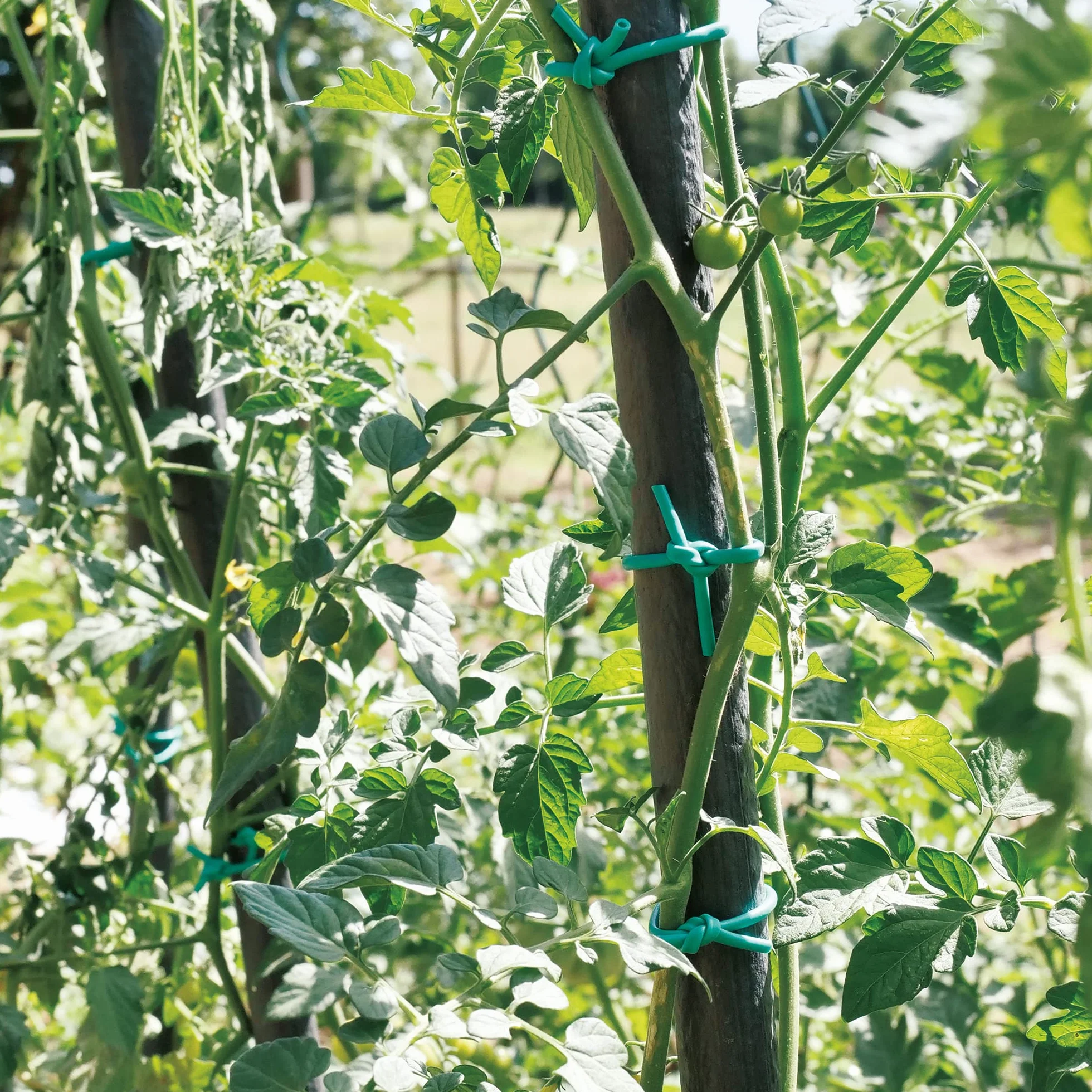 TENAX Tubetto Agricolo in PVC Verde Ø 2 mm 1000 g Legaccio per Piante Giardinaggio Orto Vigneto 240 m