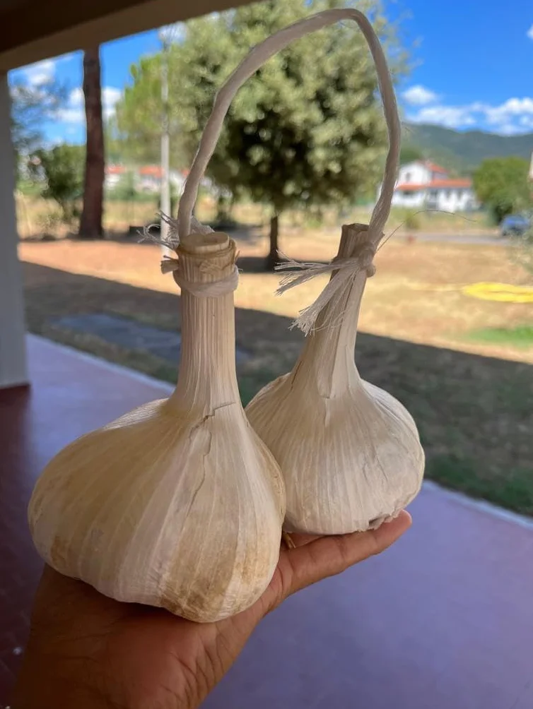 Aglione della Valdichiana Aglio Dolce digeribile non contiene allina niente cattivo alito kiss garlic