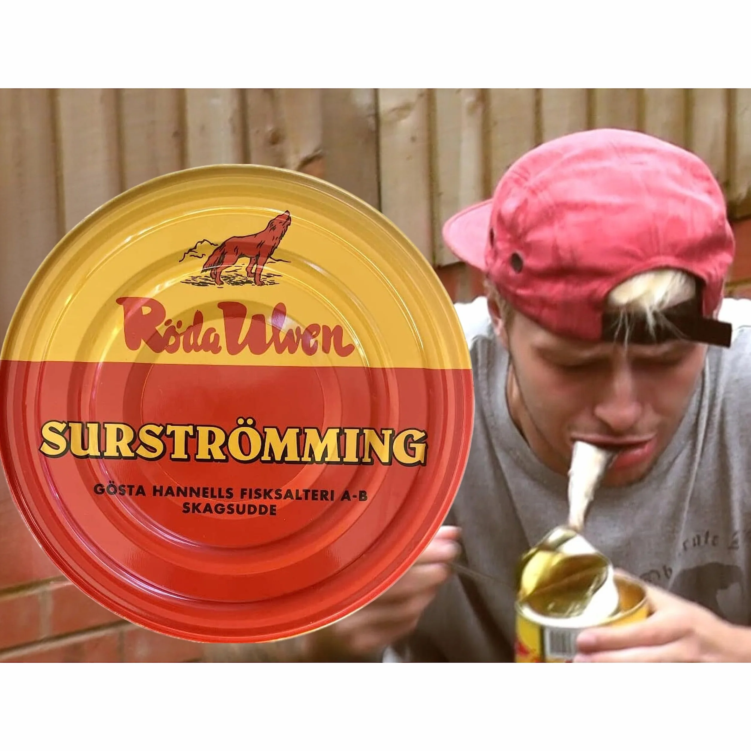 Surströmming ARINGA | Specialità svedese | Röda Ulven 300g/400g Lattina (aringa fermentata) | Sfida Surströmming | Pesce dalla Svezia